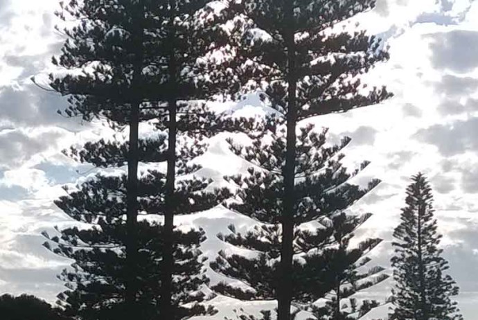 Manly pines against clouds